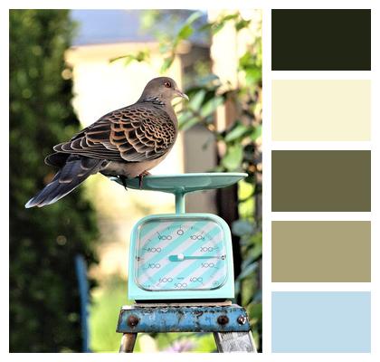 Weight Creatures Kitchen Appliances Wild Animals Scale Garden Dove Nature Bird Image